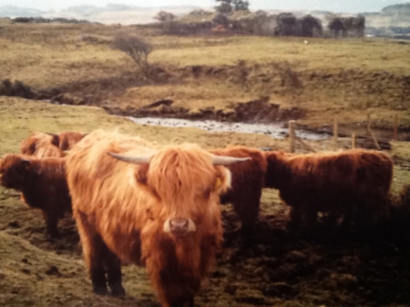The ubiquitous hairy coos